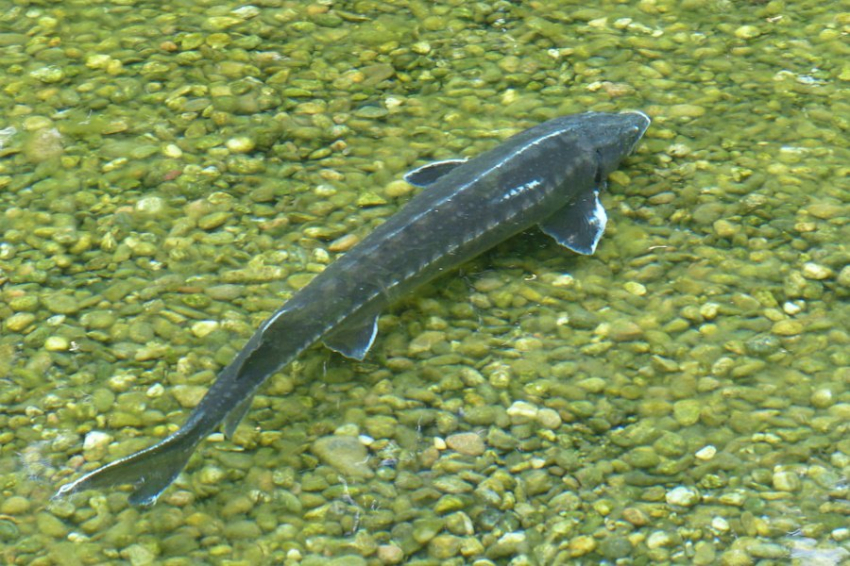 Осетровая революция: в Волгограде создают уникальную акваферму будущего