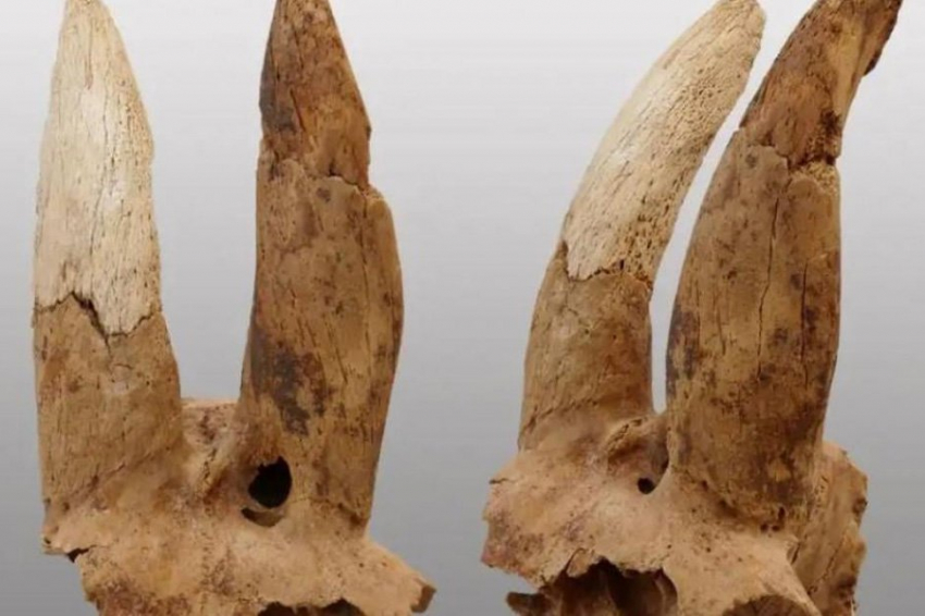 Модифицированные бараньи черепа были найдены в погребальном комплексе Египта