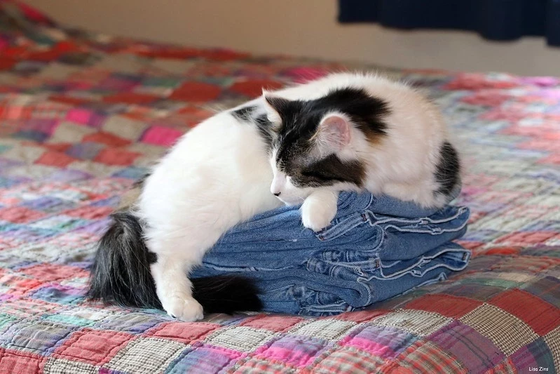 Разумное объяснение: почему кошки на самом деле так любят лежать на вещах хозяев