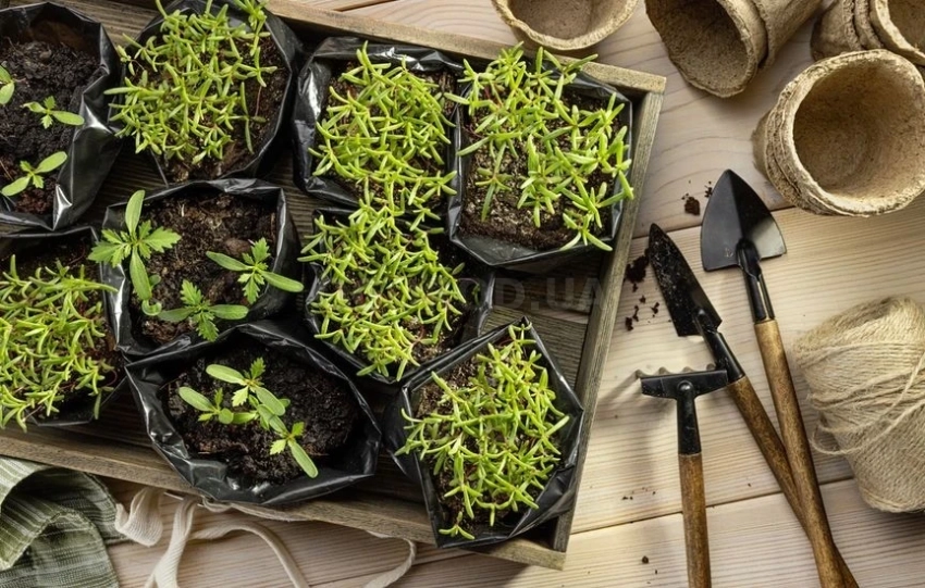 Какие культуры сажают в декабре для раннего и богатого урожая, согласно посевному календарю